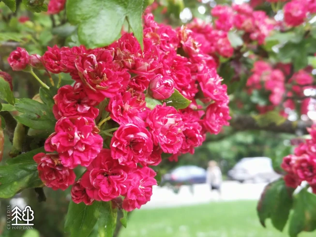 Crataegus laevigata   'Paul's Scarlet'